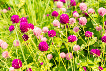 Globe amaranth or Gomphrena Globosa plant in Zurich in Switzerland 6.8.2025