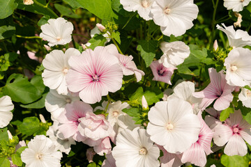 Royal mallow or Malva Trimestris Mont Blanc plant in Zurich in Switzerland 6.8.2025