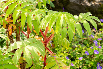 Hagenia Abyssinica plant in Zurich in Switzerland 6.8.2025