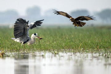 Grey Heron and Black Kite in Mid-Air Battle Over Prey