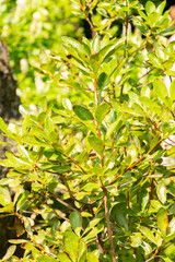 Western azalea or Rhododendron Occidentale plant in Zurich in Switzerland 6.8.2025