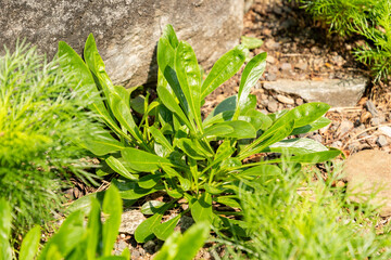 Utah beardtongue or Penstemon Utahensis plant in Zurich in Switzerland 6.8.2025