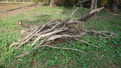 A heap of fallen tree branches and logs rests on the verdant ground