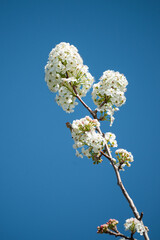 White Blossoms Against Clear Blue Sky