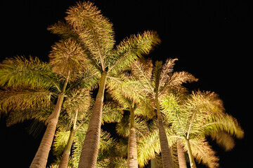 Palm tree in the night wit stairs on a black night. Long exposure photography with moving branches