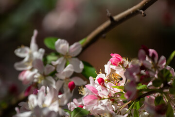 Honeybee pollinating pink and white spring blossoms