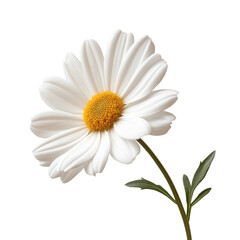 Common Daisy Blossom Isolated on Transparent Background,Fresh Common Daisy Bloom, White Daisy Flower Bloom Closeup