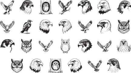 Sketch of Avian Grace: A collection of meticulously drawn bird sketches showcasing eagles, owls, and various avian species. Each illustration, from soaring eagles to contemplative owls.