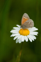 Common ringlet butterfly perched on daisy during June in the Adirondacks.