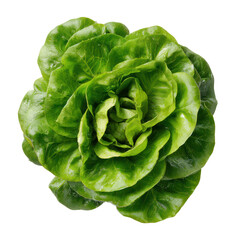 Fresh green butter lettuce head isolated on transparent background