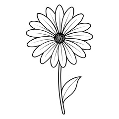 osteospermum white line art vector isolated on white background