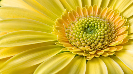 Close-Up of Yellow Flower Petals and Center
