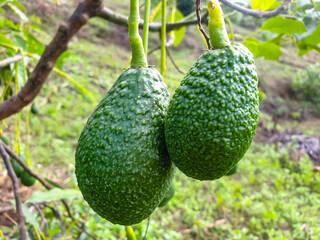 avocado on the vine