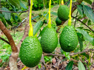 avocado in the garden