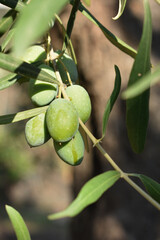 Green olives hanging on tree. Olive trees garden, mediterranean olive field ready for harvest. Olive tree in September in Sicily, Italy. Harvesting, cultivation, farming healthy food.