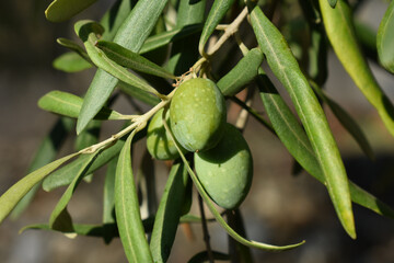 Green olives hanging on tree. Olive trees garden, mediterranean olive field ready for harvest. Olive tree in September in Sicily, Italy. Harvesting, cultivation, farming healthy food.
