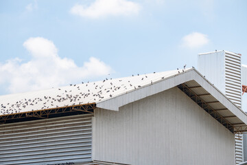 Large group of pigeons perched on a metal roof under clear blue sky, house's problem, wildlife,...