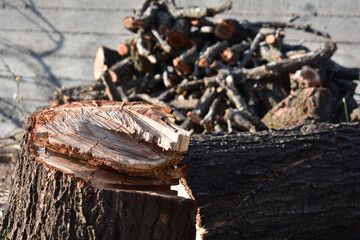 Stump of an old tree. Texture, background of felled tree in garden in Sicily, Italy. Wooden background with annual rings. Tree circle texture. Old cut logs of apricot tree stacked on pile. 