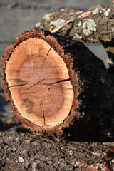 Closeup view of felled tree with cracks and annual rings. Natural organic texture with cracked and rough surface. Flat wooden surface. Round cut down tree. Close view of brown tree log. 