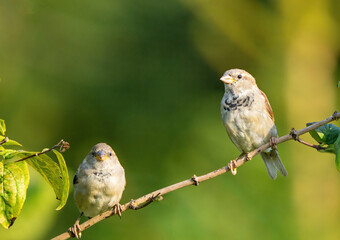 wr&oacute;bel zwyczajny