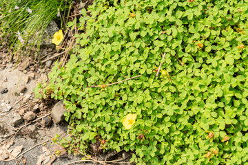 Potentilla Eriocarpa plant in Zurich in Switzerland 6.8.2025