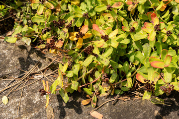 Rhodiola Ishidae plant in Zurich in Switzerland 6.8.2025