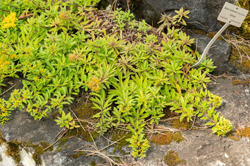 Sedum Selskianum plant in Zurich in Switzerland 6.8.2025