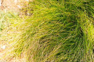 Small white sedge or Carex Alba plant in Zurich in Switzerland 6.8.2025