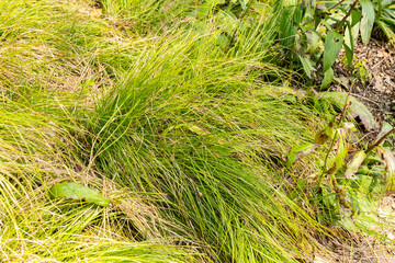 Small white sedge or Carex Alba plant in Zurich in Switzerland 6.8.2025