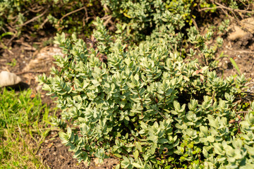 Veronica Allanii plant in Zurich in Switzerland 6.8.2025