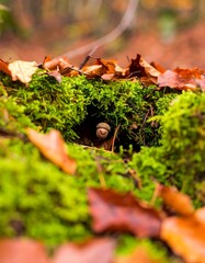 Acorn nestled in mossy forest floor