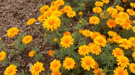 Vibrant orange daisy-like flowers bloom with lush green foliage against a textured earthy background, creating a cheerful natural scene.