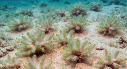 Neomeris Green Algae, Underwater Marine Flora and Scientific Research

