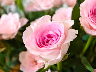 close up pink rose flower