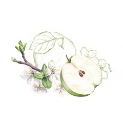 Composition with apples, flowers and graphic elements. Hand drawn watercolor illustration isolated on white background