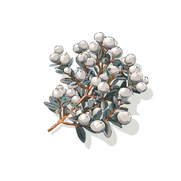 Minimal 2D flat vector of a Silver Brunia, icon-style illustration on a white background