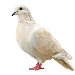 Flat 2D Dove vector illustration, icon graphic on white background