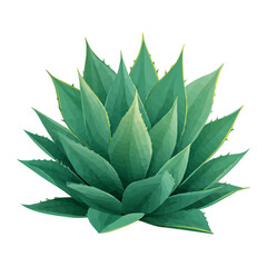 Flat 2D Agave vector illustration, icon graphic on white background