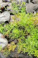 Pulsatilla Armena plant in Zurich in Switzerland 6.8.2025