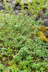 Common rock rose or Helianthemum Nummularium plant in Zurich in Switzerland 6.8.2025