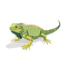 Iguana, 2D flat vector illustration in icon style, isolated on a white background