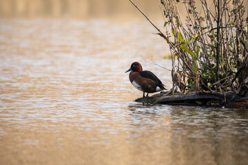 Ferruginous Duck perched gracefully on a log by the calm water’s edge, displaying its rich chestnut plumage, white underbelly, and striking pale eye in the golden light of serene wetland habitat.