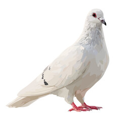 Flat 2D Dove vector illustration, icon graphic on white background