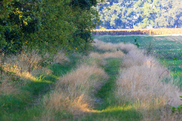 morning in the forest