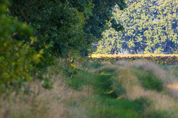 the road to the countryside