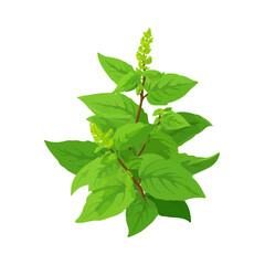 Holy Basil, 2D flat vector illustration in icon style, isolated on a white background