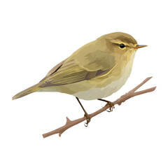 Minimal 2D flat vector of a Chiffchaff, icon-style illustration on a white background