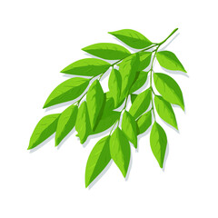 Flat 2D Curry Leaf vector illustration, icon graphic on white background