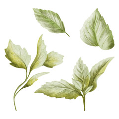 Rose bush green leaves watercolor illustration set isolated on white. Hand drawn garden shrub branches clip art for summer or spring bouquets in classic style and floral cards