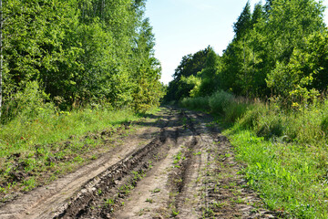 Obraz premium Dirt road winding through a lush green forest with tire tracks under the bright sun